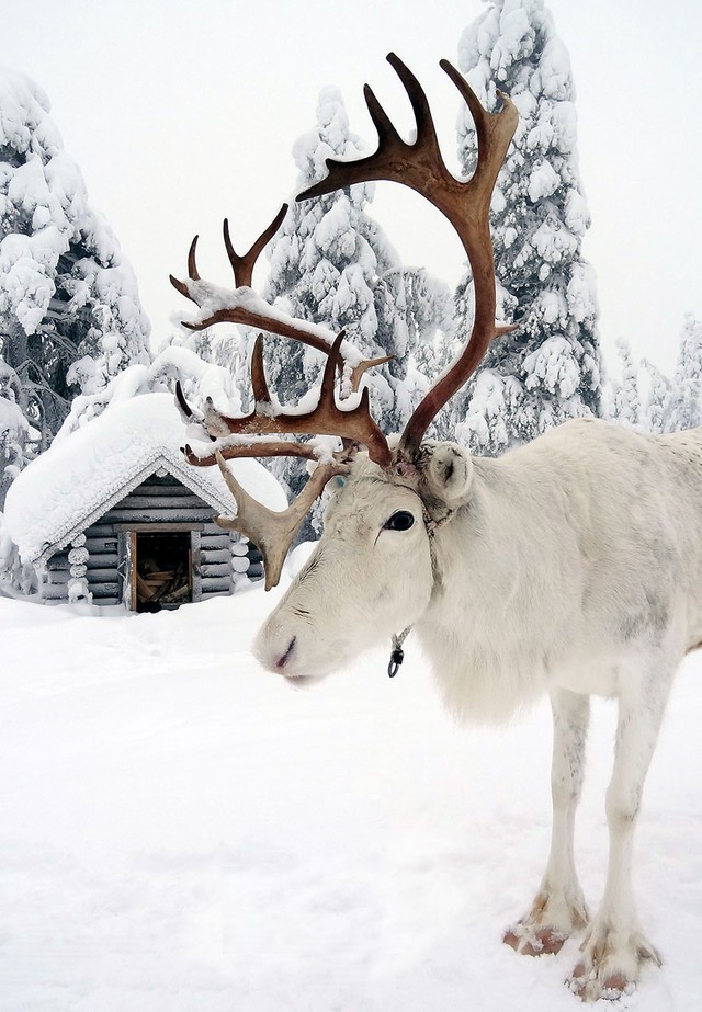  Nếu không có những chú tuần lộc hiền lành như thế này thì ông già Noel làm sao đi phát quà được? 