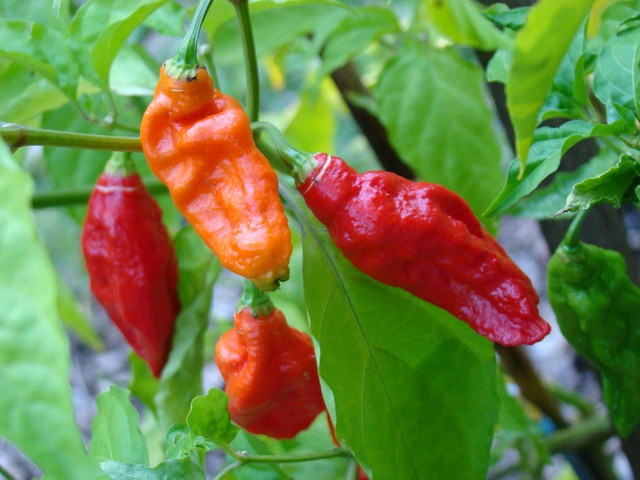  Ớt ma, ớt rồng đỏ Naga hay Bhut Jolokia là loại ớt đước xếp vào hàng cay nhất trên thế giới 