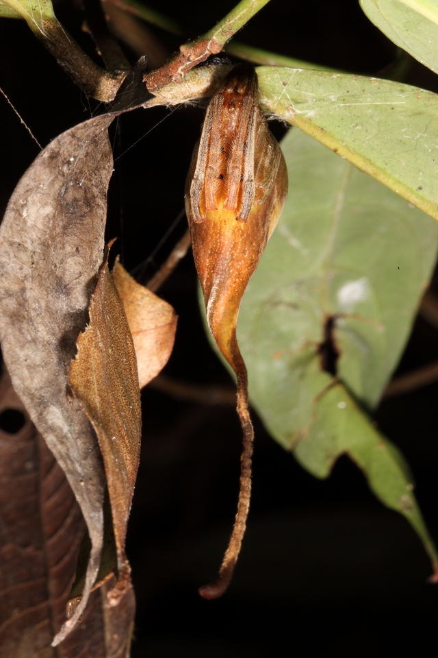 Sau khi biết về loài nhện ngụy trang này, bạn sẽ nghi ngờ tất cả những chiếc lá khô mà mình nhìn thấy - Ảnh 2.