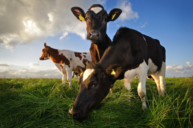  Hoạt động chăn nuôi công nghiệp phải chịu trách nhiệm cho một lượng lớn khí thải 
