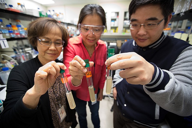  Các nhà khoa học tại NREL đang cầm ống nghiệm chứa vi khuẩn Clostridium thermocellum. Theo thứ tự từ trái sang phải là bà Pin-Ching Maness , cô Katherine J. Chou và anh Wei Xiong. 