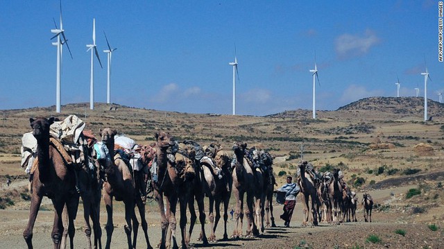 Những con lạc đà đi trên con đường gần những tuabin gió tại trang trại gió Ashegoda