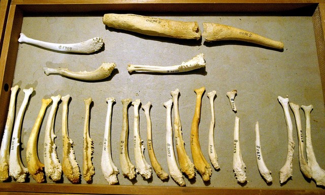  Các mẫu xương dương vật từ nhiều loài. 