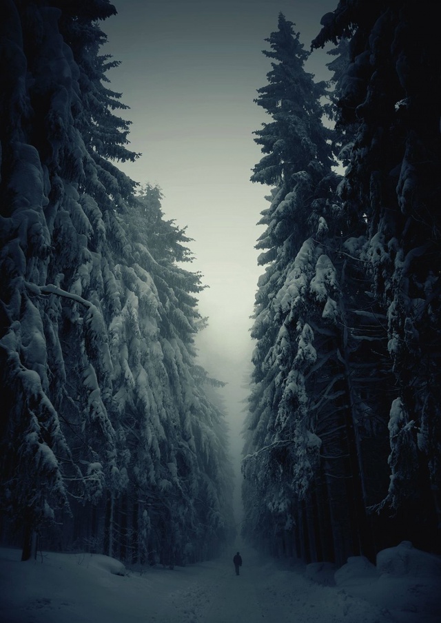 Một rừng cây lá kim vào mùa đông ở Cộng hòa Séc (Ảnh: Jan Machata) 