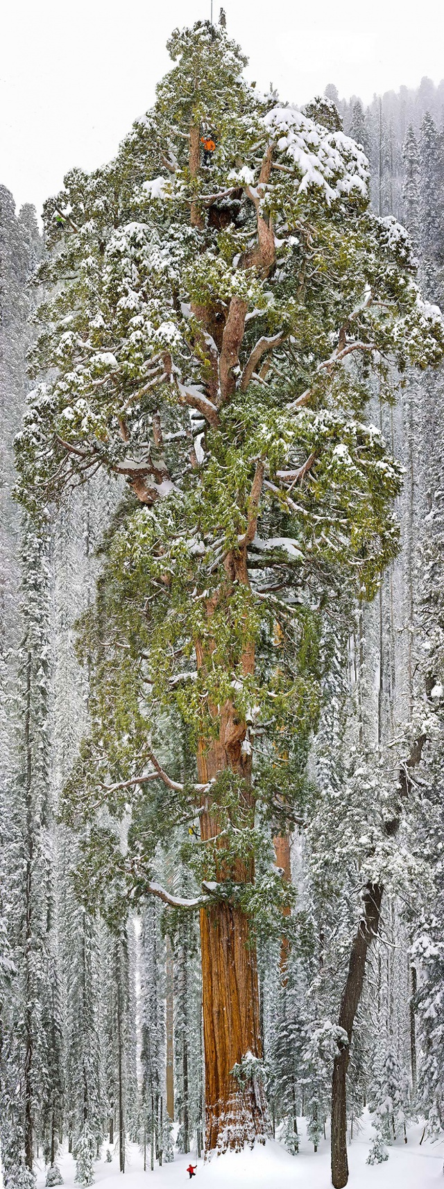  Cây Sequoia có tên President, 3.200 năm tuổi cao khoảng 75m, tương đương một tòa nhà 20 tầng, nằm ở vườn quốc gia Sequoia, California, Mỹ. Đây là cây cổ thụ lớn thứ 3 trên thế giới khi sở hữu độ cao chọc trời và có gần 2 tỷ lá. Cây President là một trong những kỳ quan nổi tiếng của Mỹ (Ảnh: Michael Nichols) 