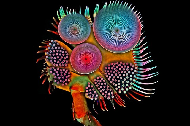 Mô hình đầy màu sắc này thực chất là chân trước của một con bọ lặn đực do tiến sĩ Igor Siwanowicz chụp lại. 