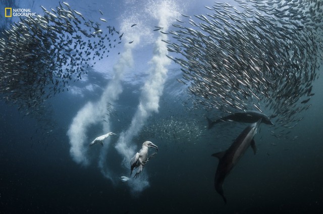  Trong cuộc di cư dọc theo bờ biển hoang dã của Nam Phi, hàng triệu con cá mòi đang trở thành miếng mồi ngon cho những kẻ ăn thịt như cá heo, chim biển, cá mập, cá voi, chim cánh cụt và sư tử biển. Cuộc đi săn bắt đầu với những con cá heo bởi chúng có những kỹ năng săn mồi để dồn loài cá mòi lên mặt nước. Những năm gần đây, có lẽ do việc đánh bắt quá mức và thay đổi thời tiết, hiện tượng cá mòi di cư đã trở nên phổ biến hơn và khó lường hơn. 