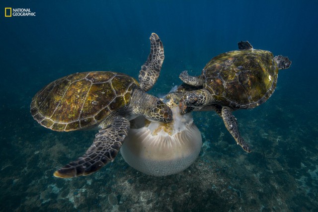 Bức ảnh được tác giả chụp khi đang lặn ở Vịnh Byron, Australia. Đầu tiên anh nhìn thấy một con rùa đang ăn sứa. Rất nhanh, thêm hai chú rùa nữa kéo đến và bắt đầu trò chơi kéo co để giành phần của mình. Cũng vì mải ăn mà hai chú rùa không hề để ý đến sự có mặt của nhiếp ảnh gia. Sau đó không lâu, những phần nhỏ còn lại của con sứa khổng lồ được những chú cả nhỏ dọn dẹp nốt. 