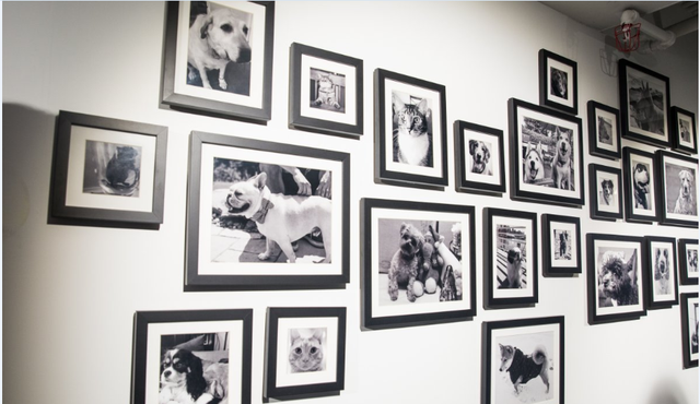  Và một bức tường treo đầy những bức ảnh nghệ thuật thú vị khác: bức tường của những con vật nuôi. Chính sách của công ty là các nhân viên không được phép mang thú cưng làm việc. Do đó, đội ngũ làm việc ở văn phòng Manhattan của LinkedIn đã thiết kế một bức tường vật nuôi thế này. 