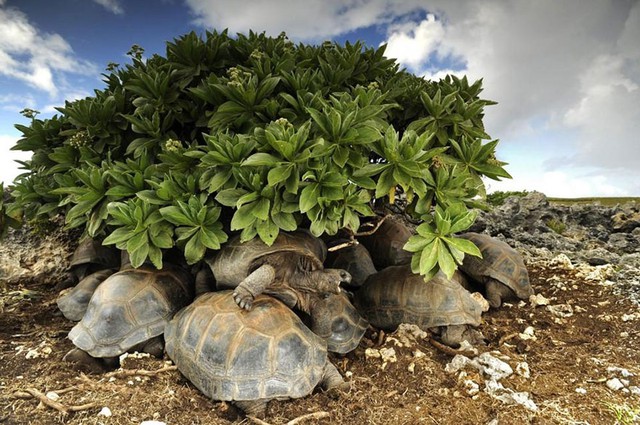 
Những chú rùa jockey đang chen chúc trong trong tán cây để tránh ánh nắng mặt trời gay gắt. Chúng sẽ bị nấu chín trong chính lớp mai dày nếu không tìm được chỗ trú ẩn
