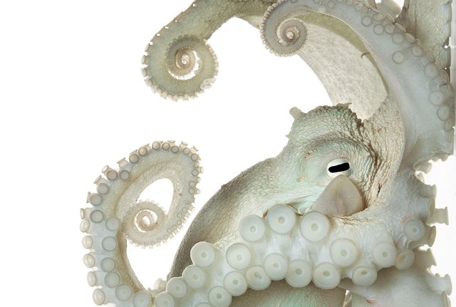 
Bức ảnh chụp một con bạch tuộc đang tạo dáng. Là loài động vật có hệ thần kinh phức tạp bậc nhất trên trái đất, các nhà khoa học vẫn đang đặt ra câu hỏi liệu bạch tuộc có thể suy nghĩ và có ý thức không?
