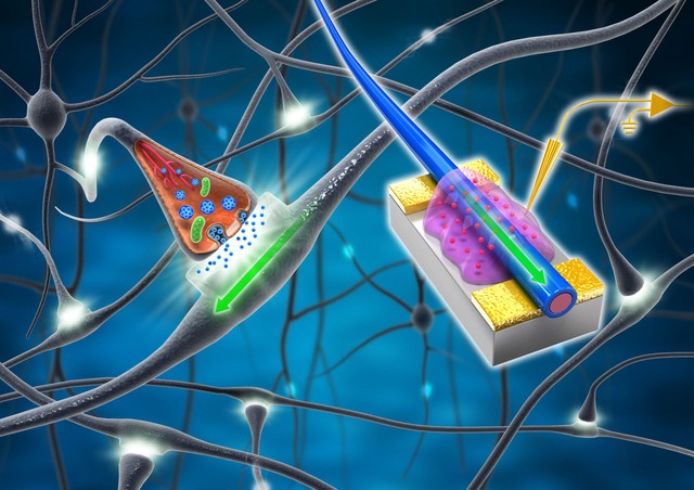  Trong hình ảnh này, các bên phải là các khớp thần kinh sinh học, bên trái là khớp thần kinh nhân tạo. HÌnh ảnh minh họa trong nghiên cứu trước đấy về khớp thần kinh nhân tạo của Wentao Xu và cộng sự. 
