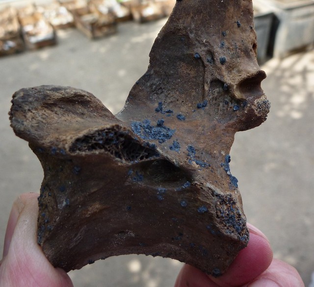  Hình ảnh của khoáng vật vivianite trên một mẩu xương được chôn vùi trong cát 