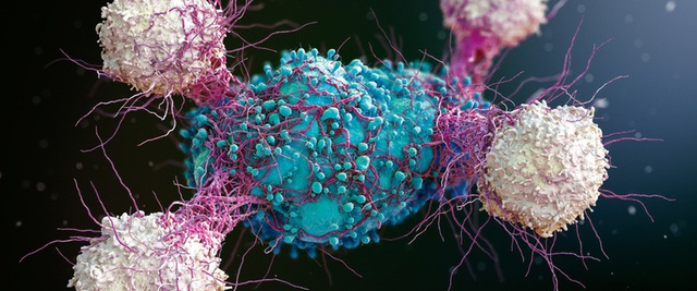  Sử dụng hệ miễn dịch để tấn công khối u là một hướng tiếp cận điều trị ung thư rất tiềm năng 