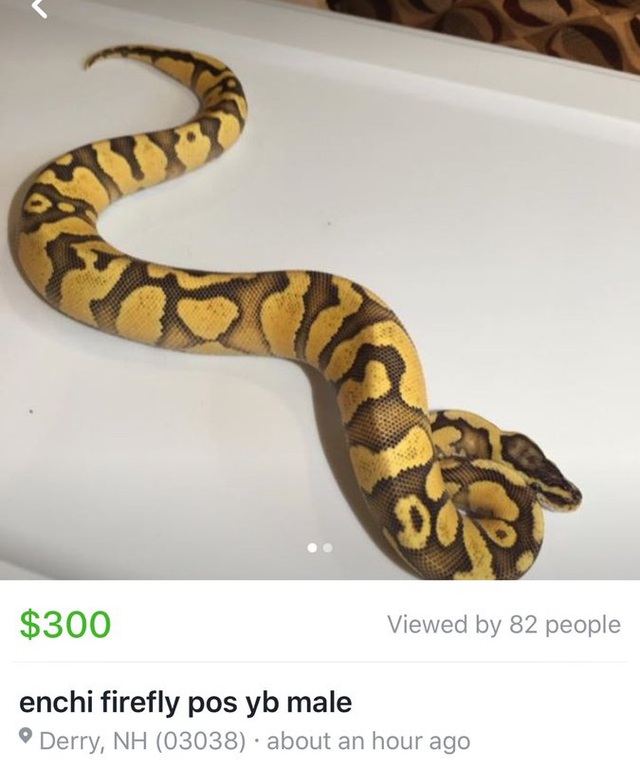 Con rắn này được bán với giá 300 USD, Facebook đã dỡ bỏ bài đăng. 