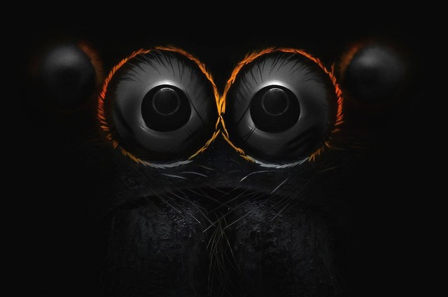 Mắt của một con nhện nhảy