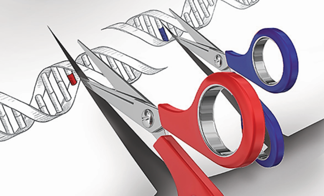  CRISPR-Cas9 được sử dụng như một công cụ loại bỏ gen gây bệnh và thay bằng gen lành 