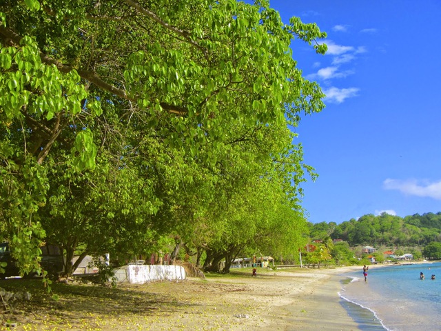  Cây Manchineel mọc bên bờ biển. 