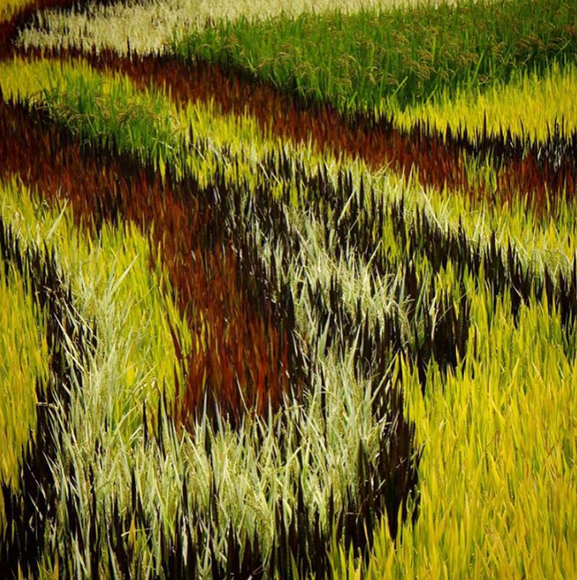  Khi bạn đứng trong ruộng thì sẽ chỉ thấy các loại lúa với màu sắc khác nhau chứ không ra hình dáng gì cả. 