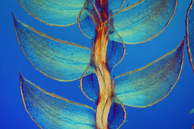  Hình ảnh cây lá này là một loại rêu. Tác giả là tiến sĩ khoa học có tên David Maitland đã chụp lại với độ phóng đại lên tới 40x. Tác phẩm đứng vị trí thứ 7. 