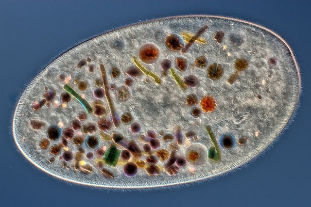  Bức hình thắng giải đứng vị trí thứ 10 chụp về sinh vật nguyên sinh đơn bào có tên Frontonia với độ phóng đại lên tới 200x. Tác giả của bức hình là Rogelio Moreno Gill. 