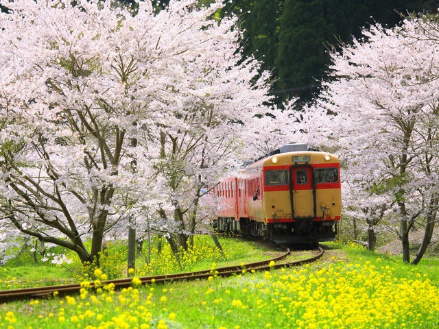  Kyoto cũng nổi tiếng với mùa hoa anh đào dịu dàng, quyến rũ - những hình ảnh quen thuộc mà chúng ta đã thấy trong bộ phim Lost in Translation. 