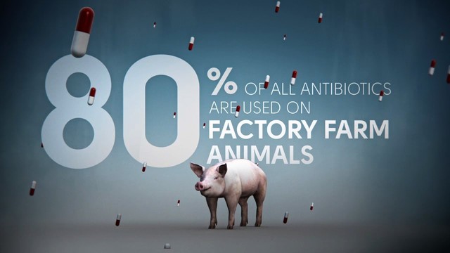  80% tất cả các loại kháng sinh được dùng trong công nghiệp chăn nuôi 