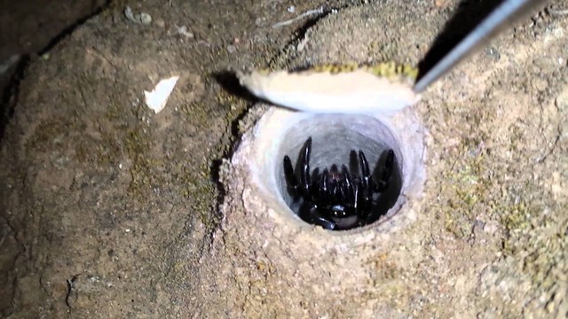 Họ nhện cửa sập thường trú ngụ trong hang và có những cánh cửa sập để che chắn