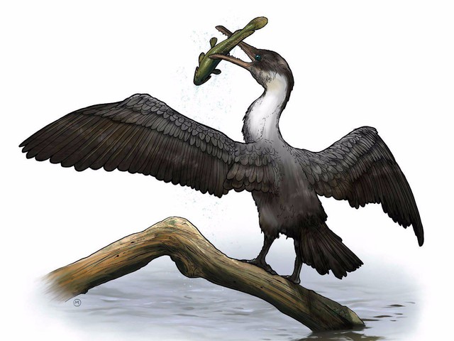 Hóa thạch của loài chim từ cách đây 90 triệu năm giúp các nhà khoa học dự đoán tương lai của Hành Tinh Xanh - Ảnh 2.