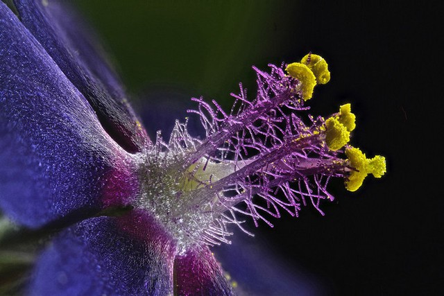  Nhiếp ảnh gia Samuel Silberman sử dụng sợi quang học để làm sáng lên hình ảnh của một loài hoa dại. Ảnh đoạt giải ở vị trí thứ 8. 