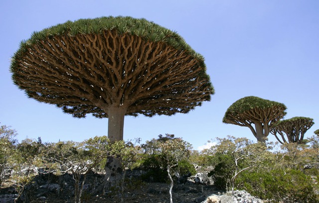  Cây Máu Rồng (Dragon Blood), dân địa phương gọi là Dam al-Akhawain, hay nghĩa là máu của 2 anh em, trên đảo Socotra, Yemen. Đáng giá vì nhựa cây màu đỏ có tác dụng làm thuốc, cây Máu Rồng là loài cây nổi bật nhất trong số 900 loài trên quần đảo Socotra, thuộc Biển Ả Rập, cách vùng đất liền của Yemen 380km về phía Nam, và cách Sừng châu Phi 80km về phía Đông. 