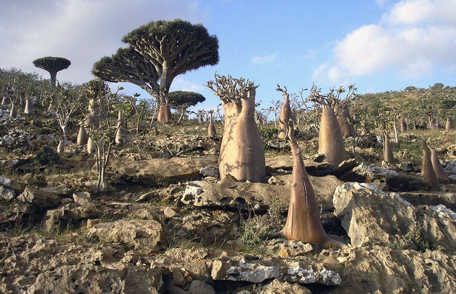  Những cây chai (Bottle Tree) 