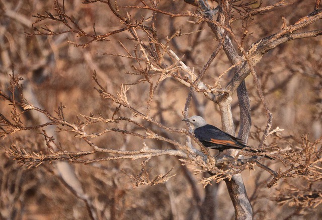  Một chú chim sáo trên đảo Socotra 