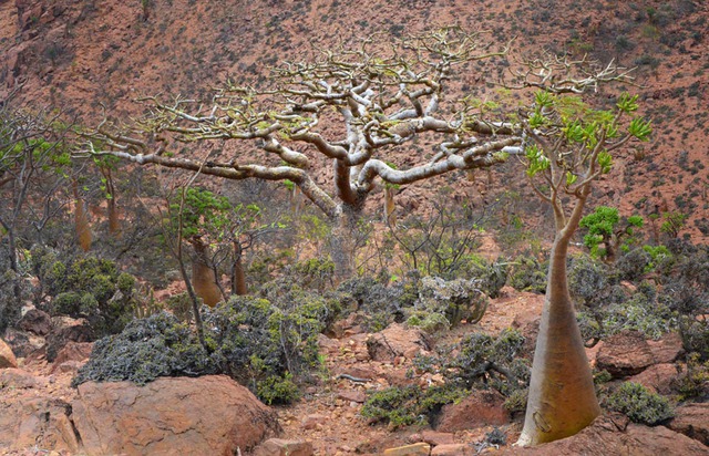  Cây hương trầm (frankincense) trên đảo Socotra 