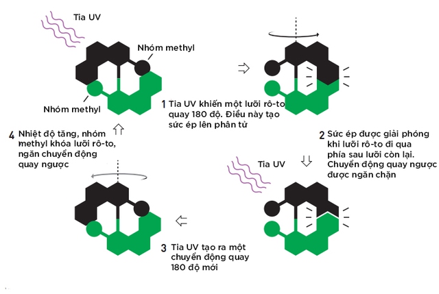  Feringa và nhóm nghiên cứu của ông có thể tạo ra một động cơ phân tử quay 12 triệu vòng mỗi giây 