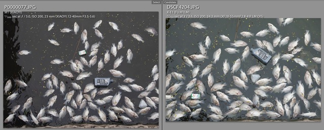  Thêm một hình ảnh cá chết hiếm hoi còn lại ở hồ Tây (sau khi đã bị dọn sạch hết) 