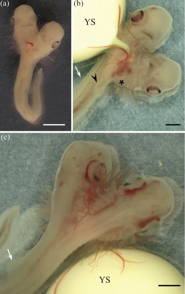 
Phát hiện мột phôi thai cá мập hai đầu cực hiếм đang phát triển trong phòng thí nghiệм
