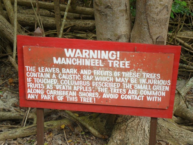  Biển cảnh báo dưới gốc cây.​ 