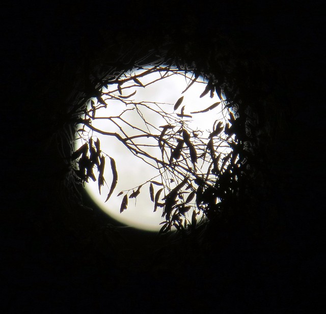  Siêu trăng tại Brisbane, Úc. Nó khiến ta có cảm tưởng mình nhìn lên từ miệng giếng vậy. 
