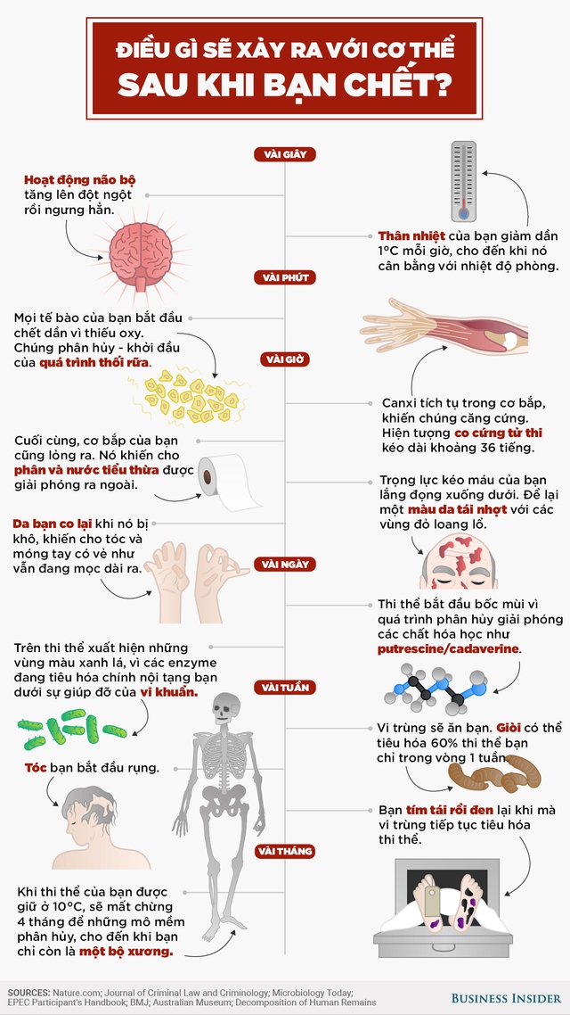 [Infographic] Điều gì sẽ xảy ra với cơ thể bạn sau khi chết? - Ảnh 1.