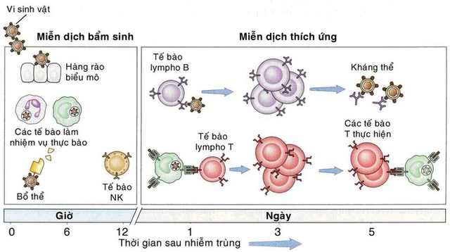  Hình 3: Các hàng rào miễn dịch của cơ thể. 