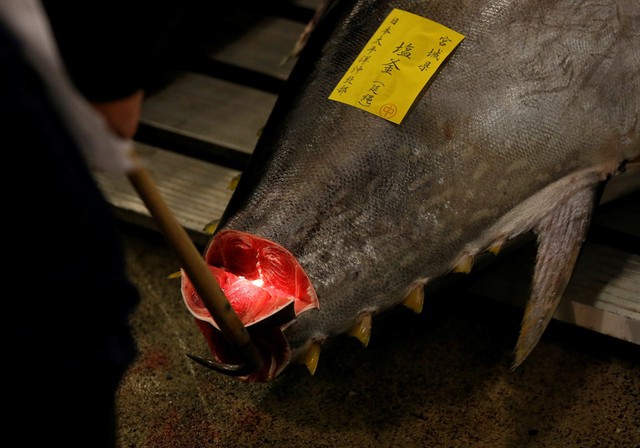  Ngư dân đang kiểm tra chất lượng của con cá ngừ sắp được mang ra đấu giá 