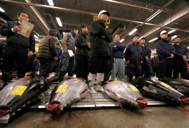  Vào ngày 5/1 đầu năm, người Nhật tham gia chợ cá lâu năm Tsukiji ở thủ đô Tokyo, mở phiên đấu giá cá ngừ vây xanh đầu tiên của năm. Chợ cá Tsukiji thành lập từ năm 1935 