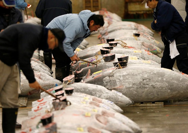  Phiên đấu giá hàm chứa nhiều ý nghĩa: hoạt động mang tính biểu tượng của nghề cá ở Nhật, đồng thời cho thấy nhu cầu của khách hàng đối với cá ngừ vây xanh làm món gỏi sashimi nổi tiếng đang không ngừng tăng lên 