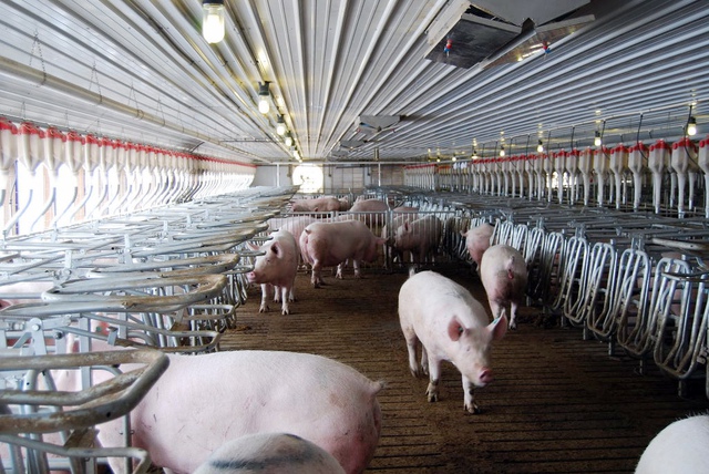  Công ty thịt lợn lớn nhất thế giới đang tìm cách tận dụng nội tạng lợn để cấy ghép sang người 