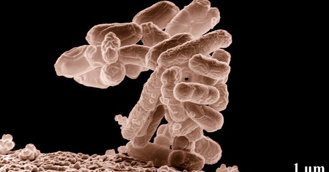 Vi khuẩn kháng kháng sinh đang gây ra cơn ác mộng cho loài người 