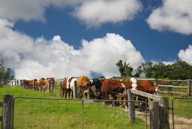  Một đàn bò trong nông trại tại Úc 