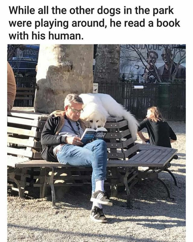  Trong khi các chú chó khác mải mê chơi đùa với nhau, chú chó này lại ra đọc sách với người 