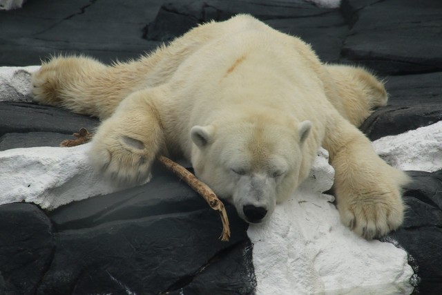  Cái kết buồn của chú gấu Bắc Cực Szenja 