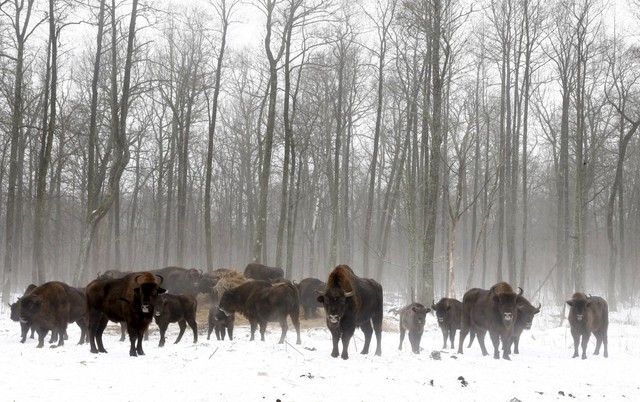 Bò rừng được tìm thấy ở một nhà trẻ trong khu vực giới hạn đặc biệt 30 km quanh nhà máy hạt nhân Chernobyl, gần ngôi làng bị bỏ hoang Dronki của Belarus